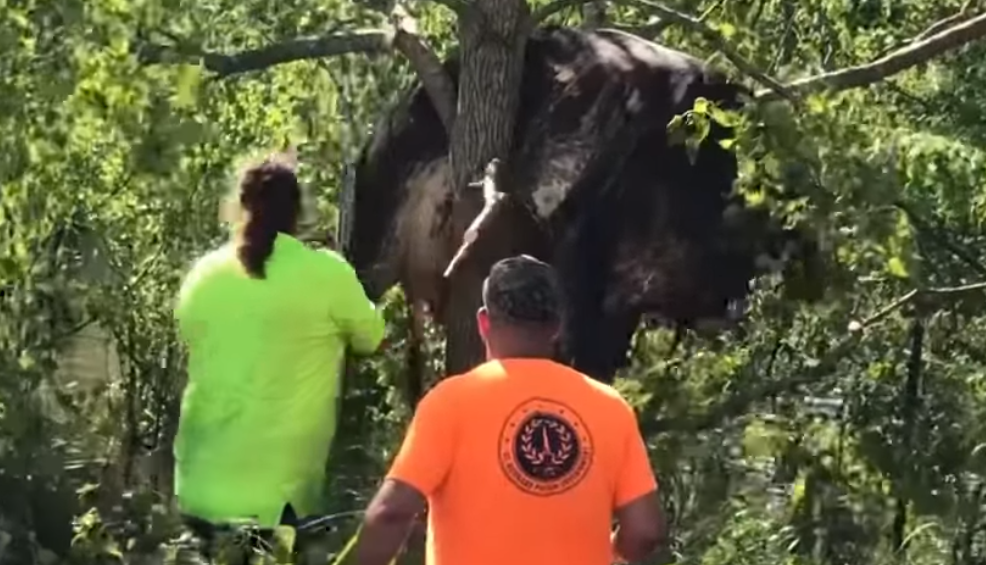 Video. Rescatan a vaca atrapada entre ramas de árbol en Louisiana 