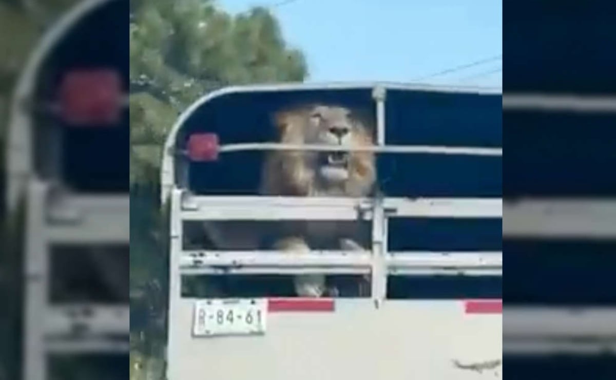 Video. Transportan a león sin medidas de seguridad; lo captan en carretera México-Toluca 
