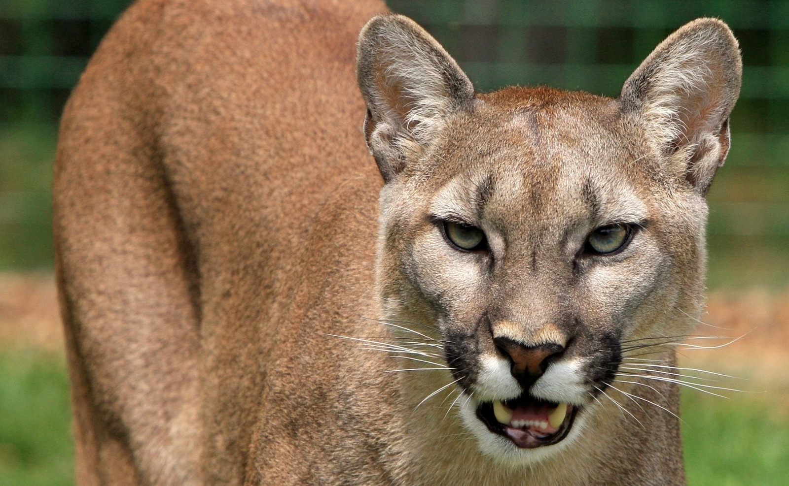 Puma ataca a niña de 8 años que visitaba parque nacional en Washington