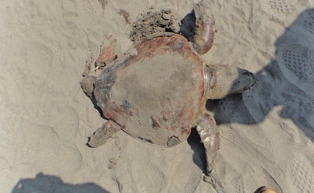 Sube número de tortugas muertas en las playas de Tonalá, Chiapas 