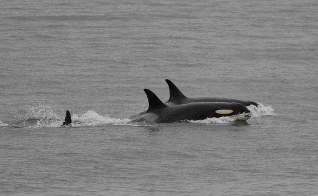 Orca carga a su cría muerta durante 17 días por más de mil 600 kilómetros