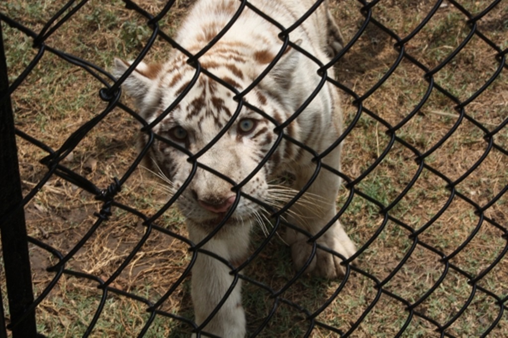 Aumentan visitantes a zoológico de NL por tigre “Gignac” 