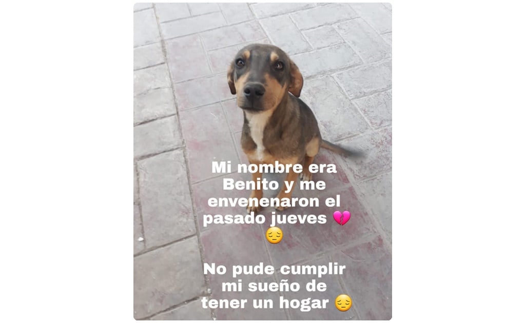 Denuncian muertes crueles y envenenamiento masivo de perros en Zacatecas