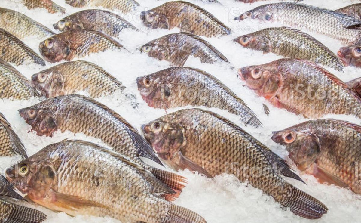 ¡Ojo! el pescado tilapia importado de China es 40% hielo, alerta Profeco