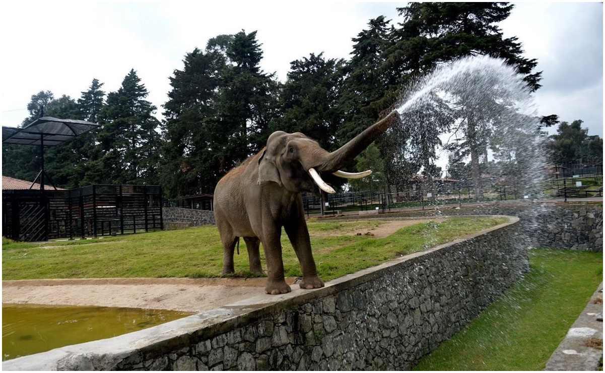 Muere elefante "Ted" a los 60 años de edad en zoológico de Zacango, Edomex