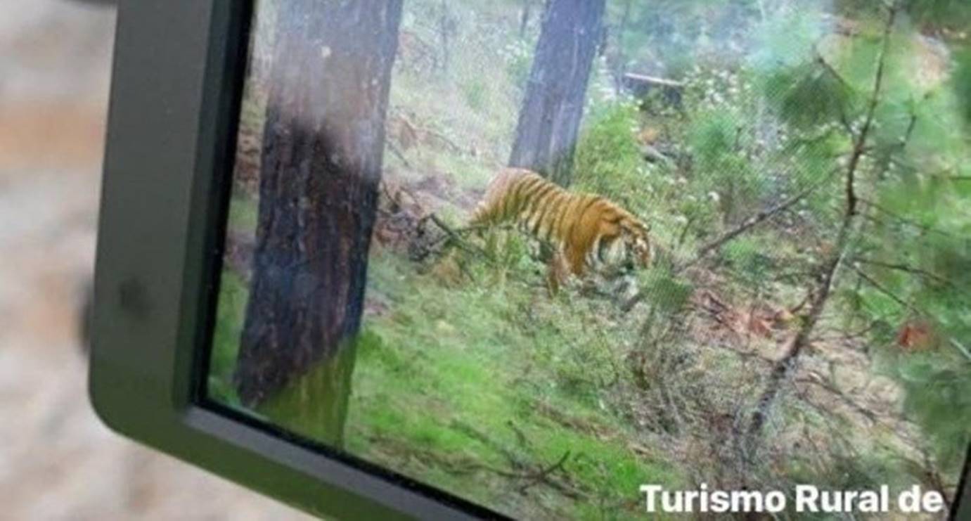 Video: Tigre adulto y de gran tamaño, suelto en Tapalpa, Jalisco