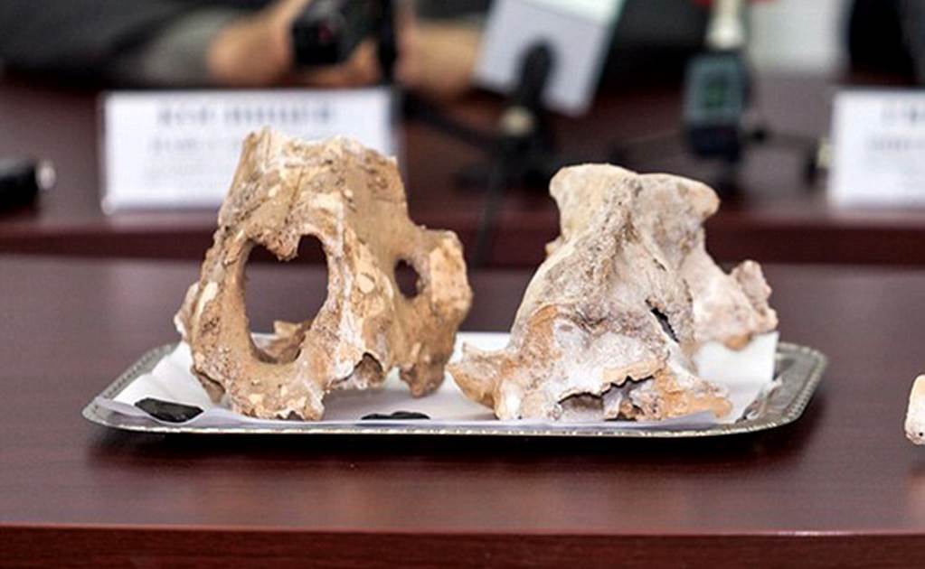 Rusia: Hallan huesos de leones gigantes en cueva