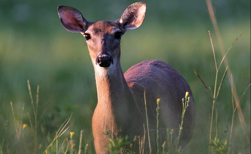 White-tailed deer, Mexico's biodiversity heritage