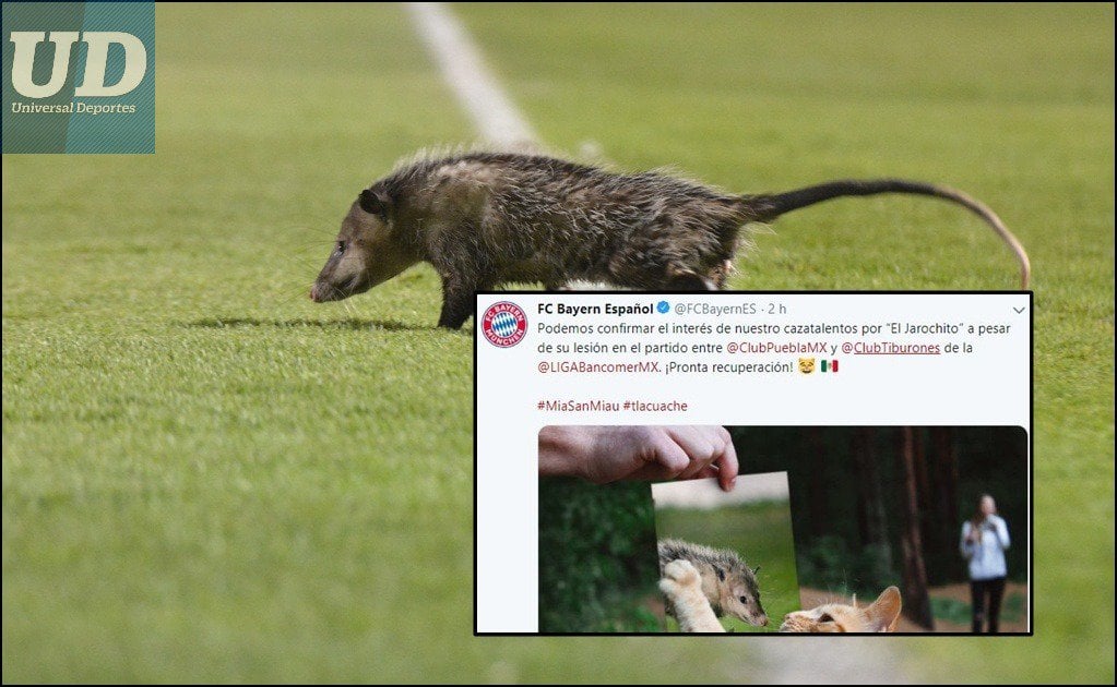 Tlacuache "Jarochito" en la mira del Bayern Munich