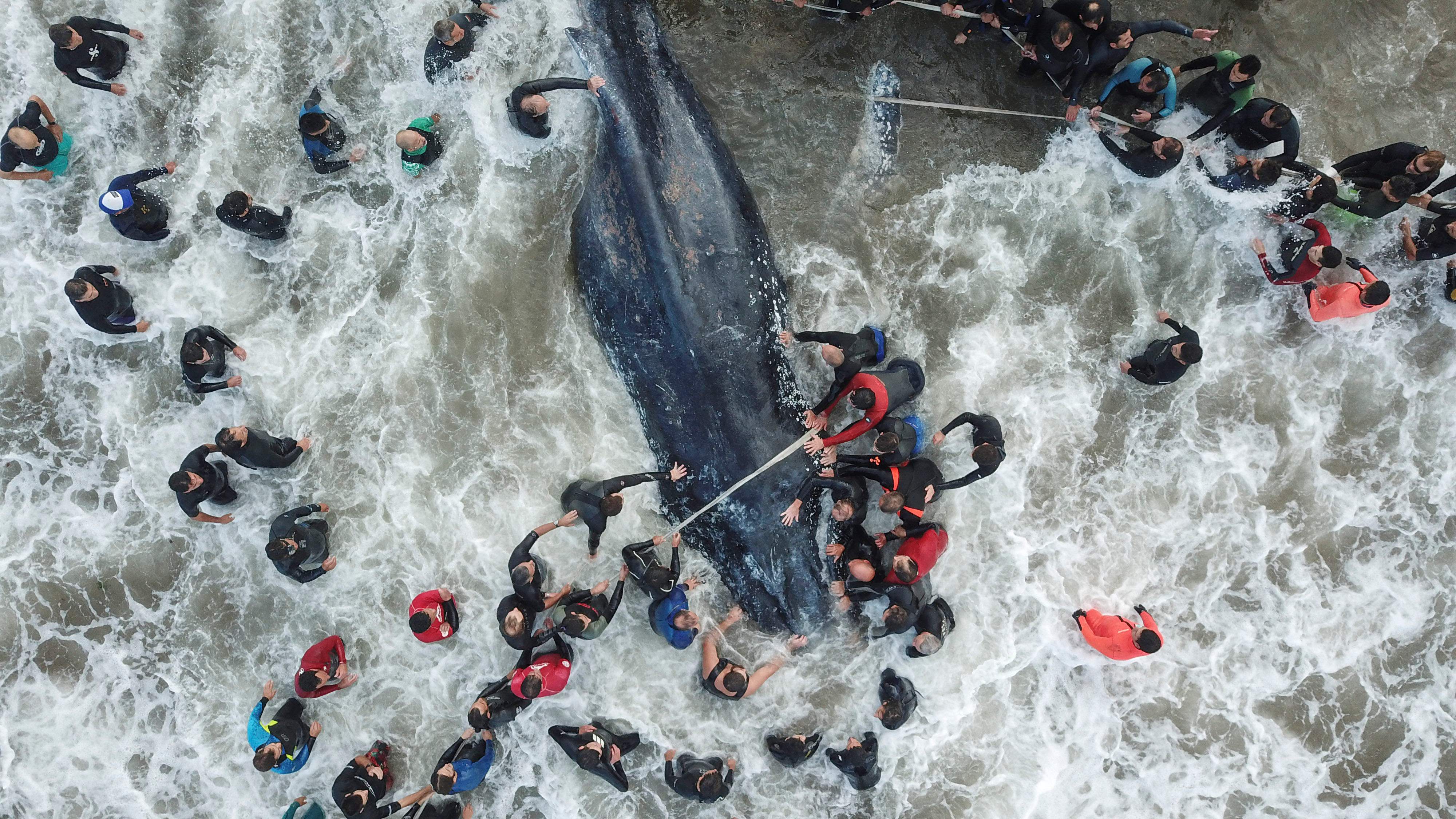 Muere una ballena encallada en el mayor balneario argentino