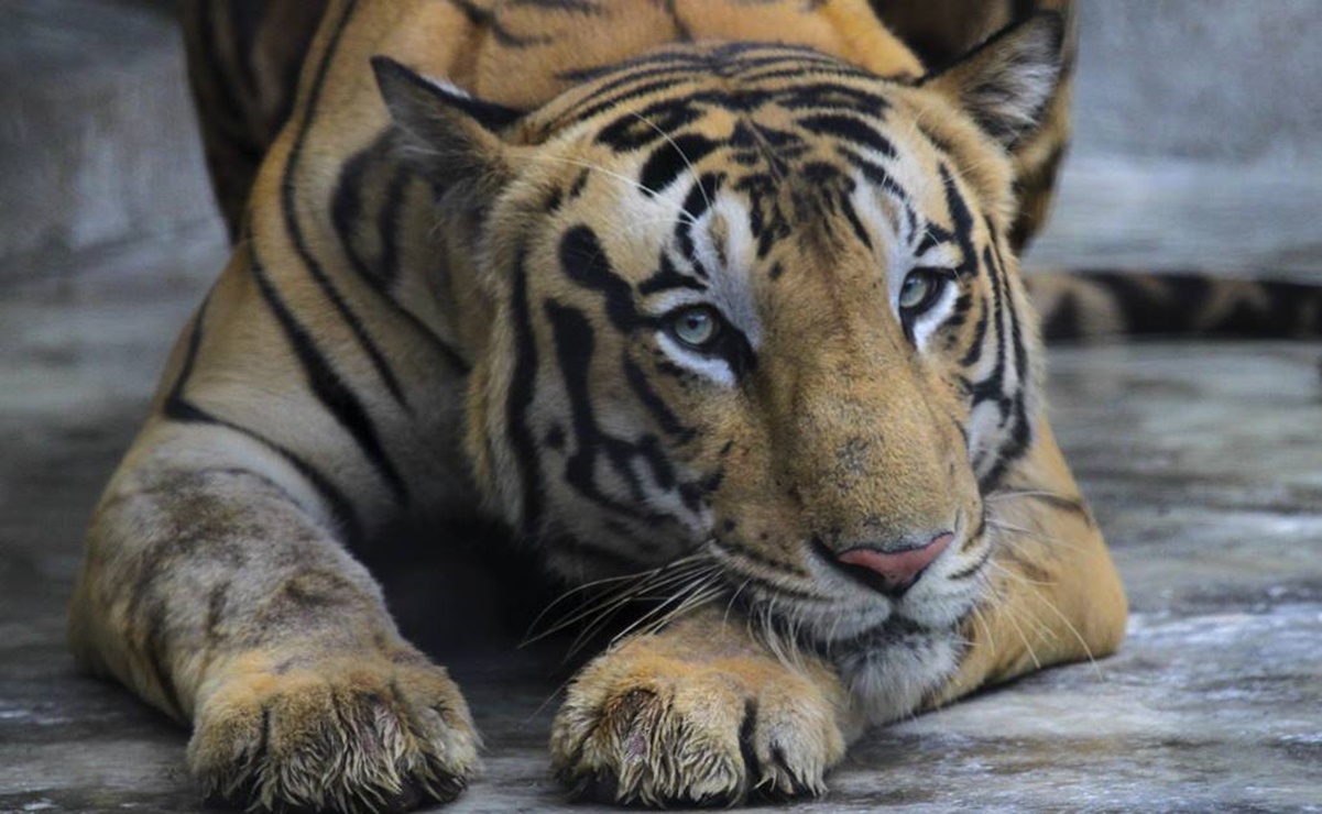 Reportan la presencia de un tigre de bengala suelto en comunidades de Ahome, Sinaloa 