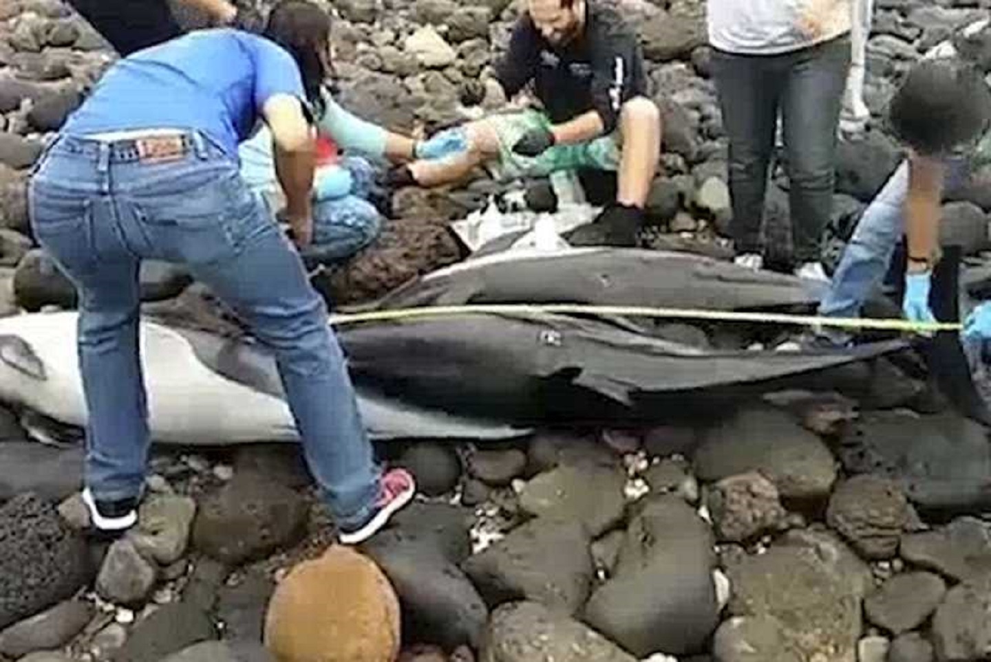 Encallan 59 delfines en playa de La Paz; mueren 21