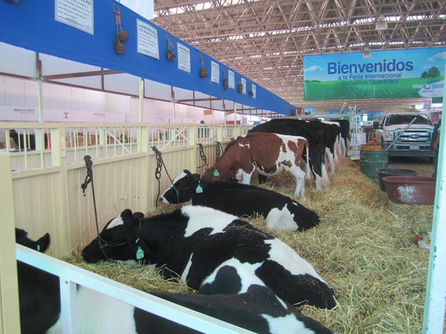 Imposible, cambiar de fecha la Feria Ganadera