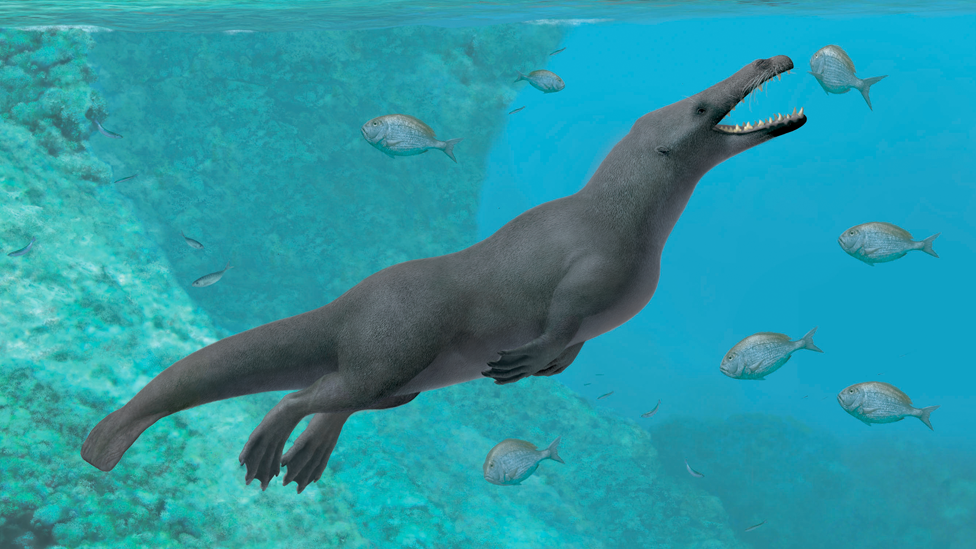 El fósil que revela cómo las ballenas con 4 patas llegaron a Sudamérica