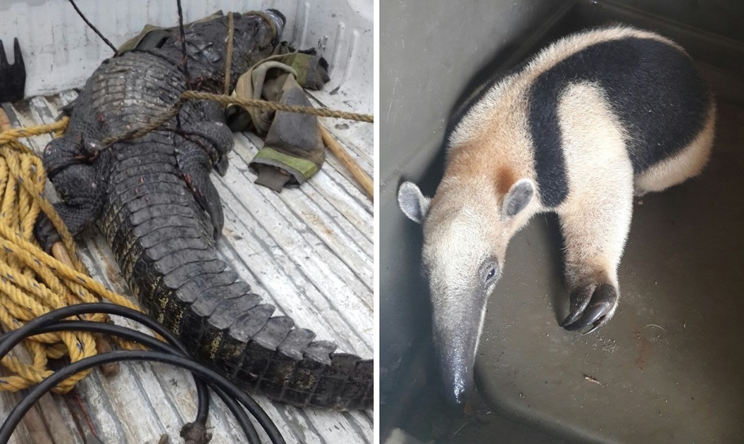 Rescatan a oso hormiguero y cocodrilo de pantano en Tabasco