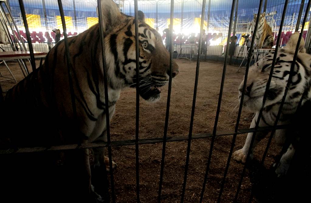 Próximo miércoles entra en vigor ley que prohíbe el uso de animales en circos del DF