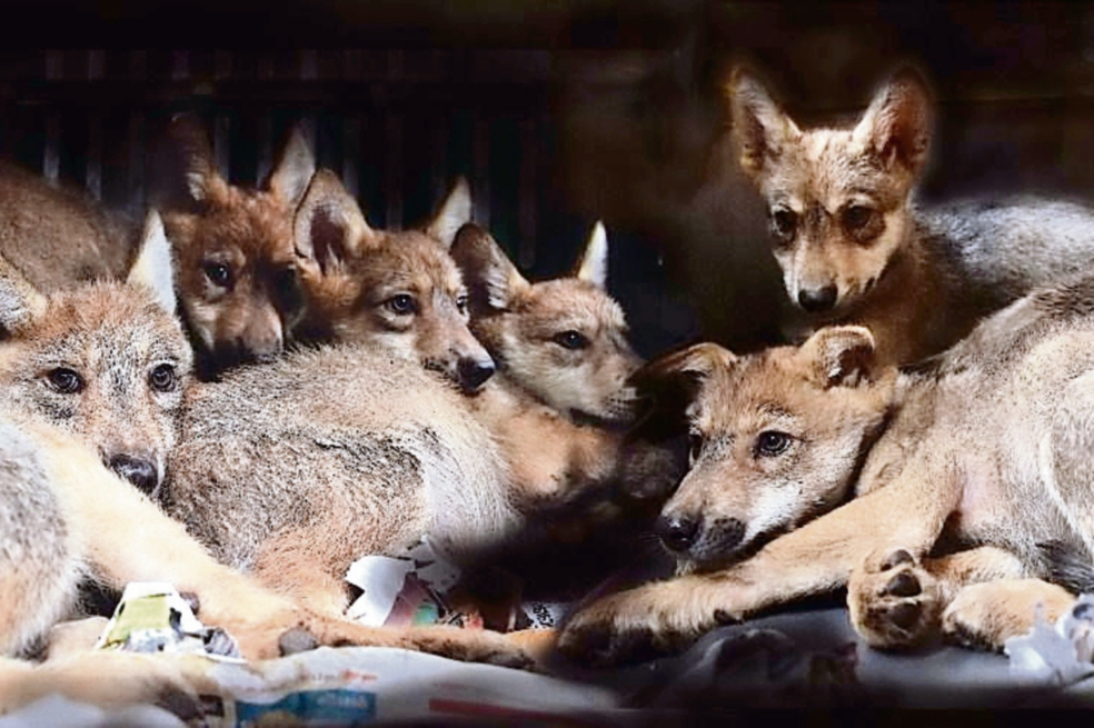 Nacen 8 cachorros de lobo mexicano en cautiverio