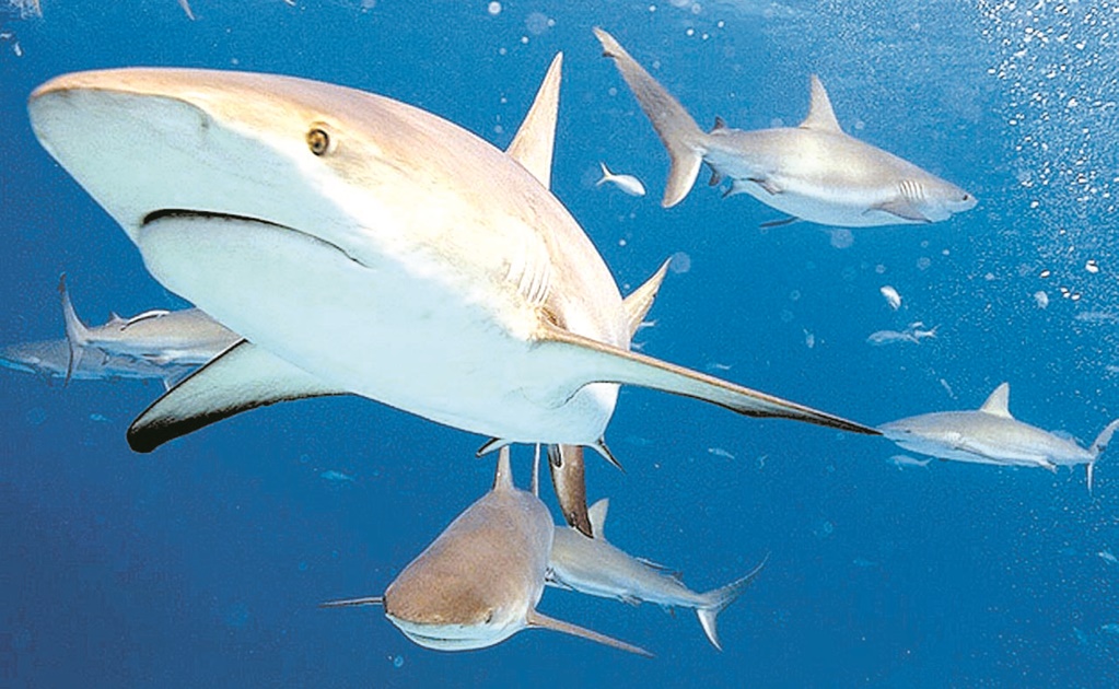 Mujer y niña son atacadas por tiburones en Florida