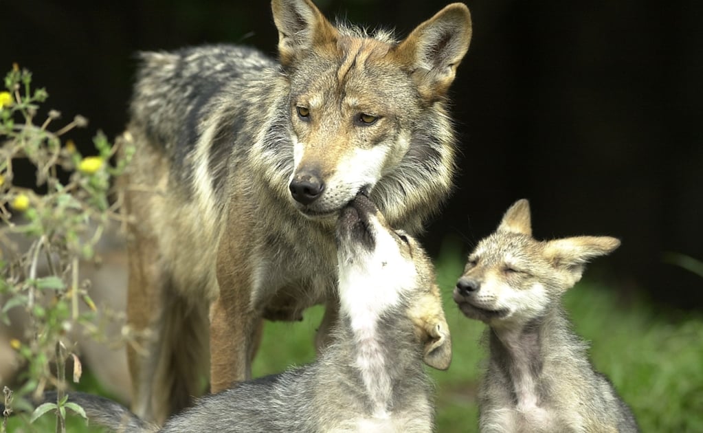 6 Mexican wolf cubs born in Tamaulipas, Mexico