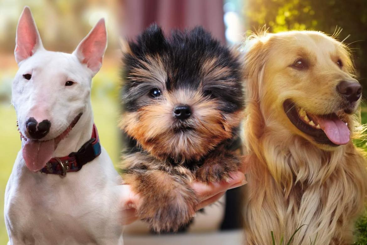 Las 26 razas de perros más amigables; se encariñan con todos los que conocen