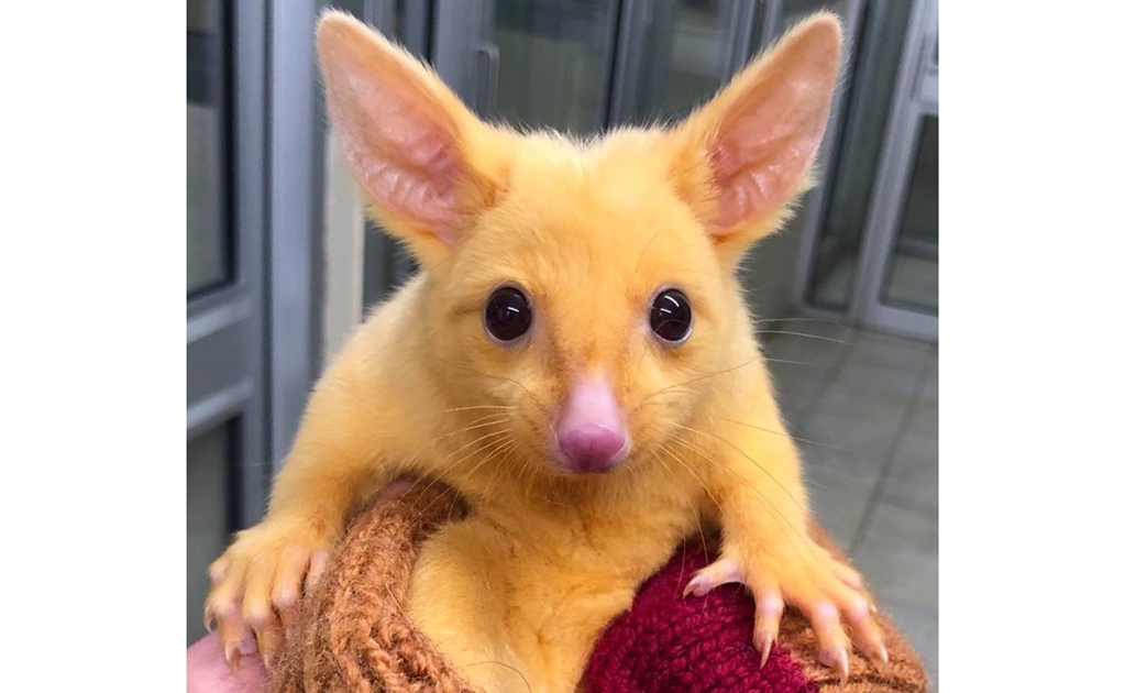 Hallan zarigüeya de color dorado en Australia; la comparan con "Pikachu"