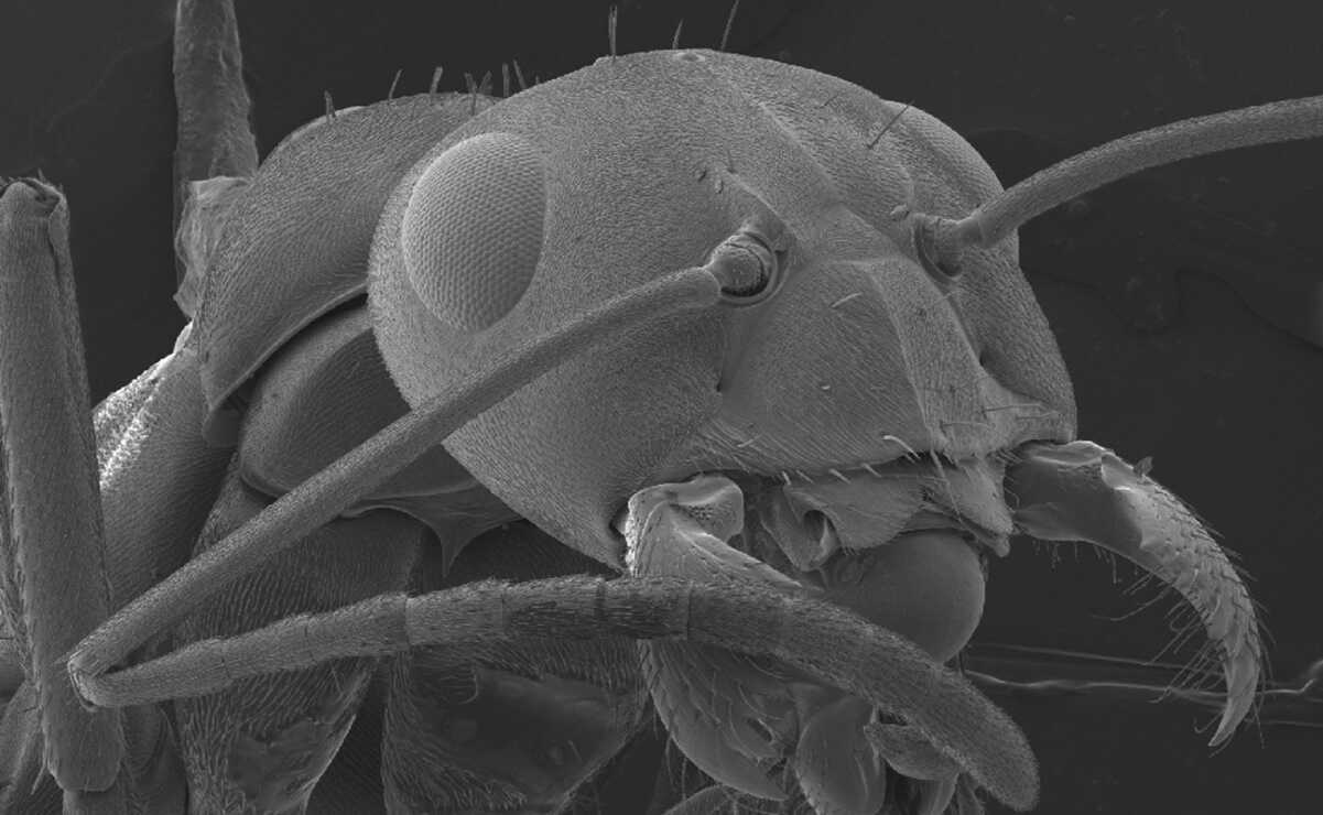 Por los altos niveles de glucosa en las células cancerígenas, las hormigas "entrenadas" podrían detectar los tumores