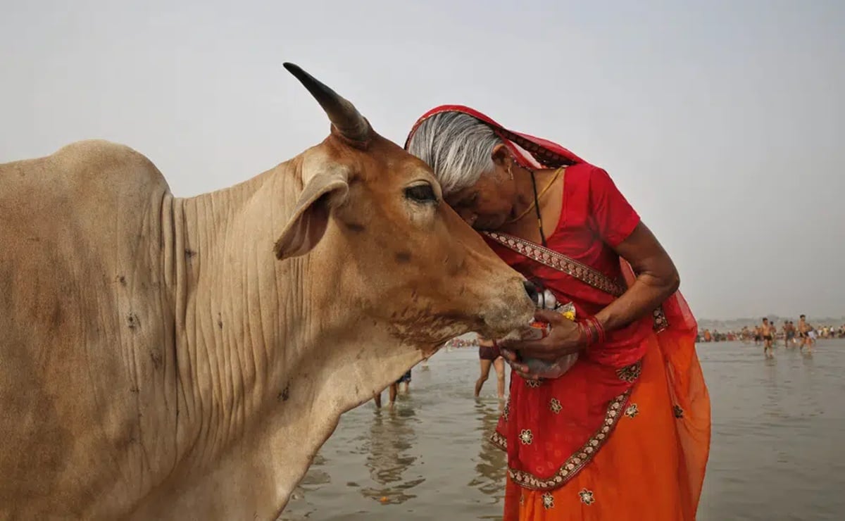 Gobierno indio pide a la gente abrazar a las vacas el Día de San Valentín