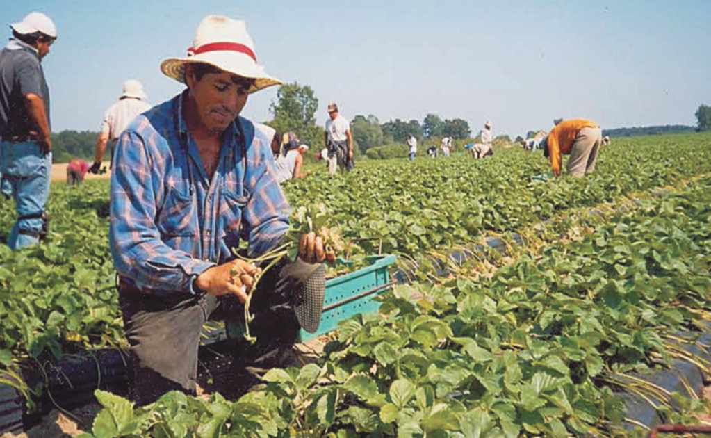 Mexico and Canada agree to improve the working conditions of Mexican farmworkers