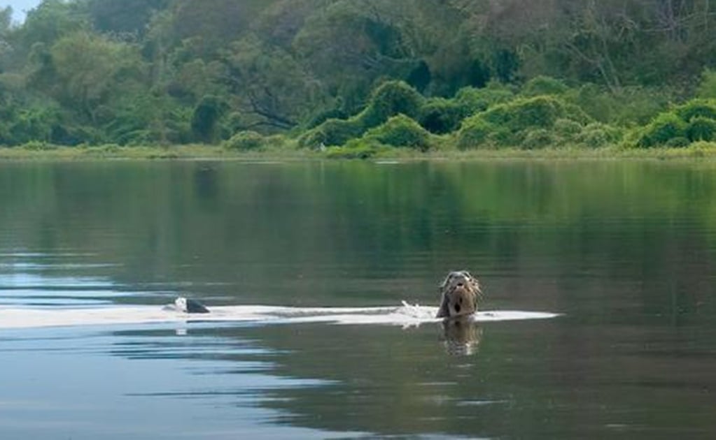 Avistan nutria gigante en Argentina después de cien años de ausencia 