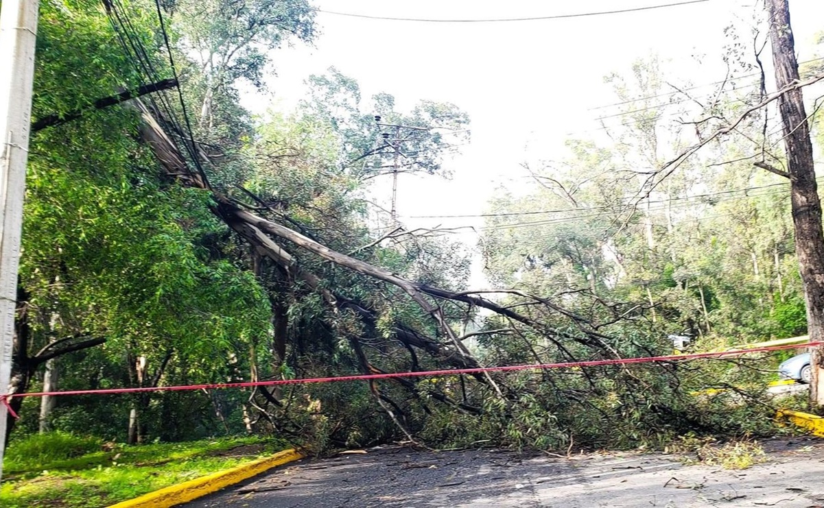 Cae árbol y deja sin luz a vecinos de fraccionamiento Bosques del Lago en Cuautitlán Izcalli