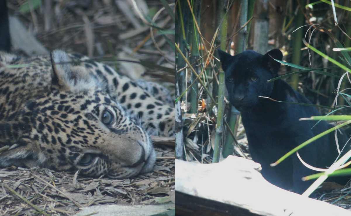 Sedema invita a capitalinos a elegir nombre de 3 cachorros de jaguar