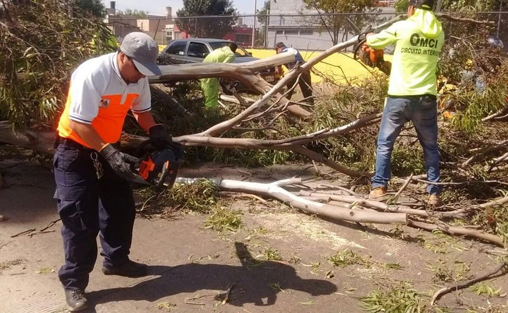 Suman 9 árboles caídos por vientos en la CDMX