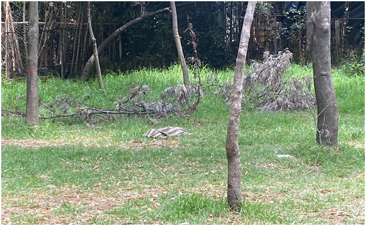 Hallan cuerpo de perrito con huellas de tortura en el bosque de Nativitas, Xochimilco