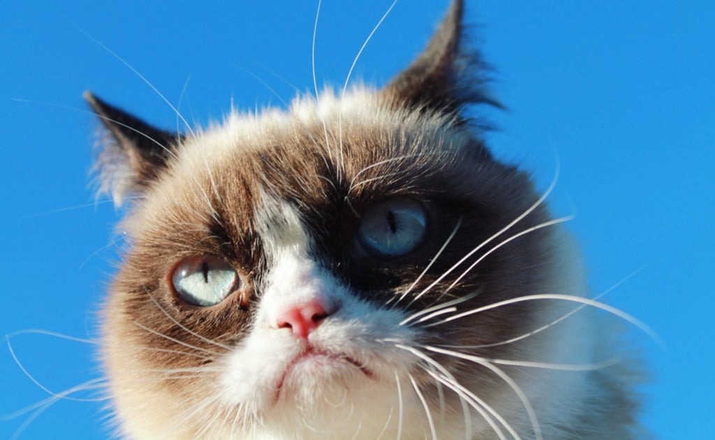 Grumpy Cat, el gato de los memes, gana demanda