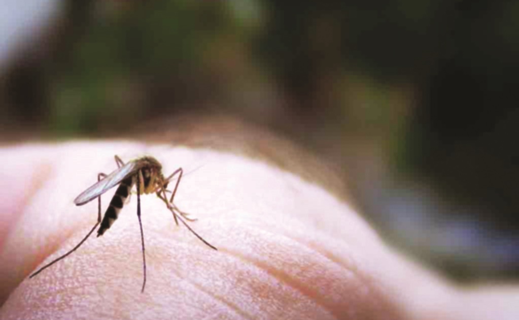 Senado de EU aprueba mil 100 mdd para combatir el zika