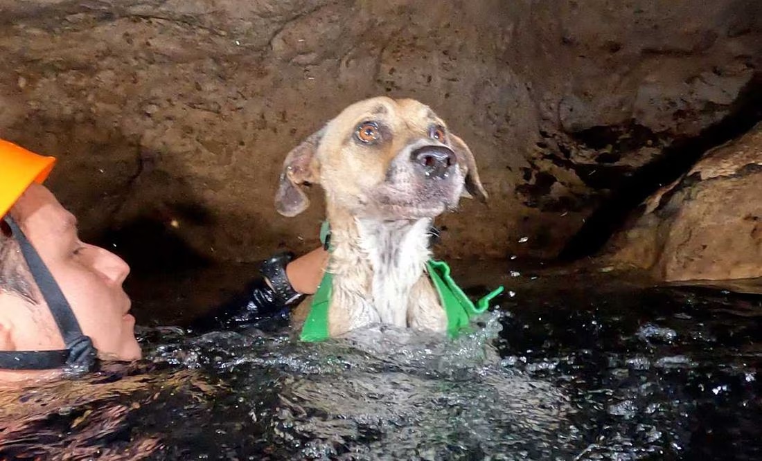 Buzos rescatan a "Shakira", una perrita que llevaba 4 días atrapada en un cenote en Yucatán