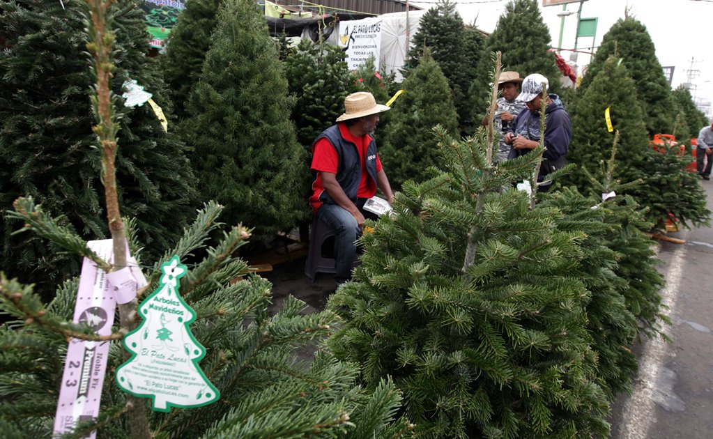 Profepa impide el ingreso de más de 18 mil árboles de Navidad 