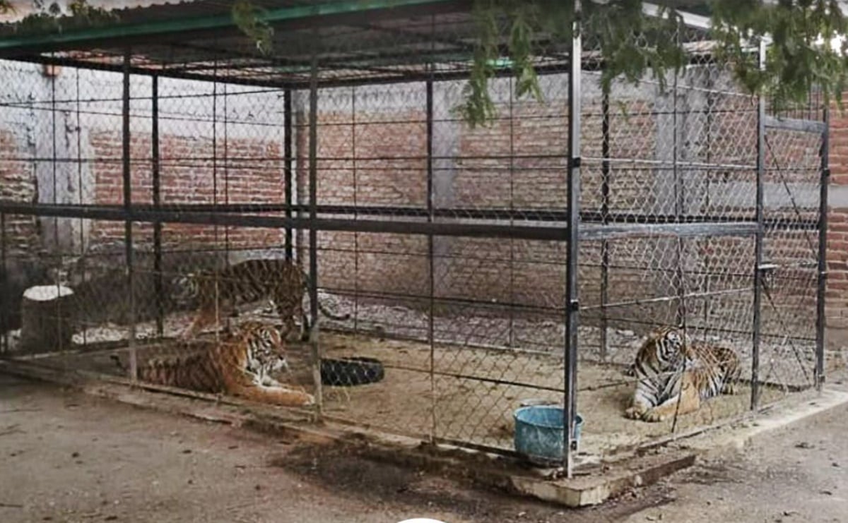 Decomisan a grupo delictivo "Los Ardillos" tres tigres, armas y drogas en Guerrero