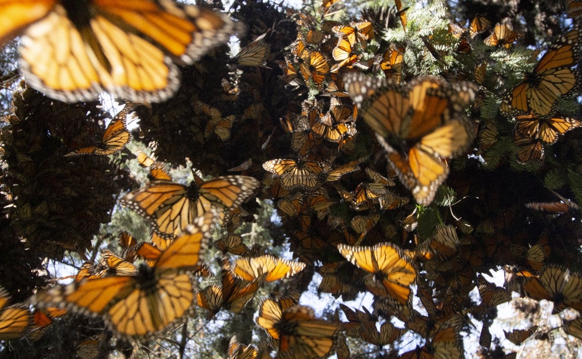 Ante falta de néctar, mariposas monarcas reducen su presencia en México