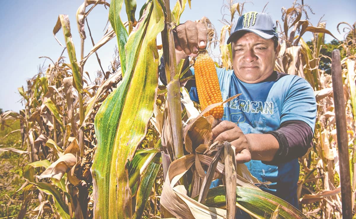 Los Andes, en encrucijada por los transgénicos