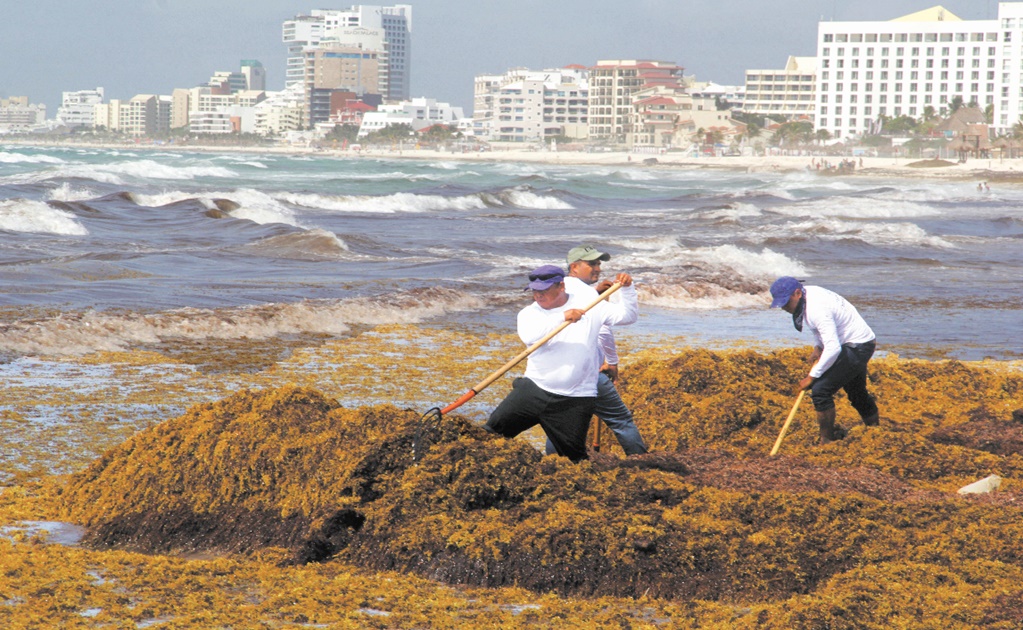 Hunting sargassum with Mexican software