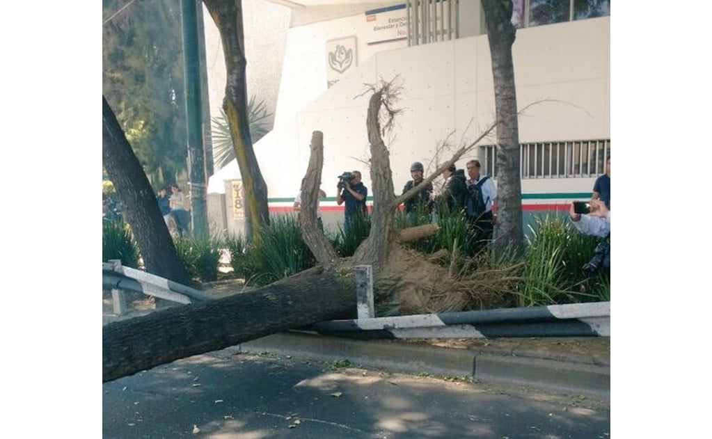 Van 115 árboles caídos en 2 días: Protección Civil