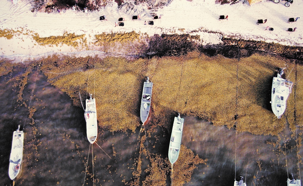 Major sargassum seaweed arrival threatens Mexican beaches