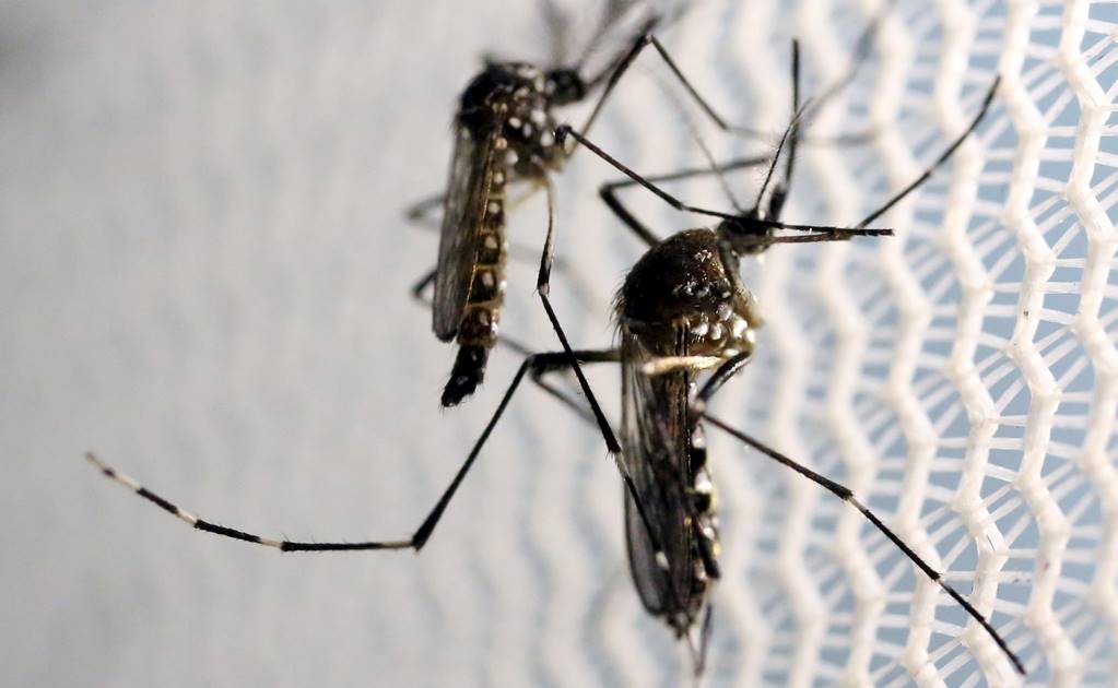 Autoriza EU uso de un mosquito transgénico contra zika