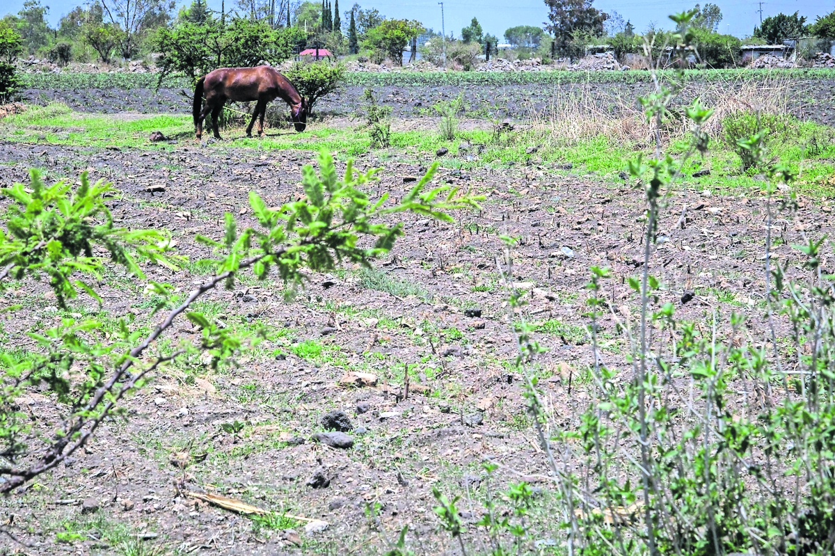 Producción agroalimentaria y pesquera serán afectadas por "condiciones climáticas adversas": Secretaría de Agricultura