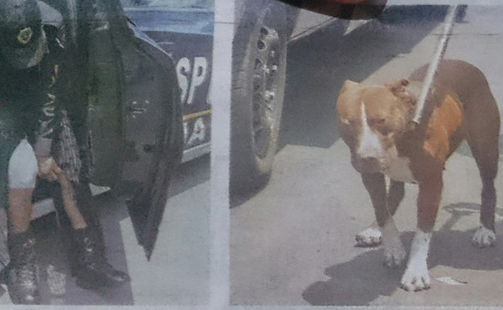 Lanzan petición para salvar a perro usado para asaltar