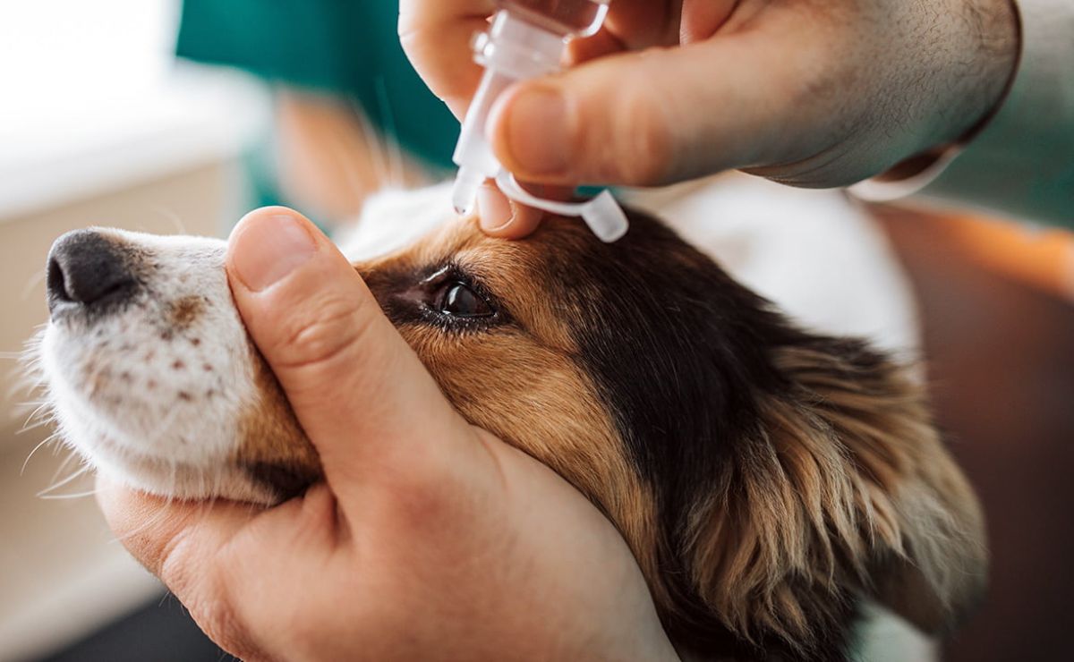 Cuáles son los principales síntomas en perros del entropión, según veterinaria especializada