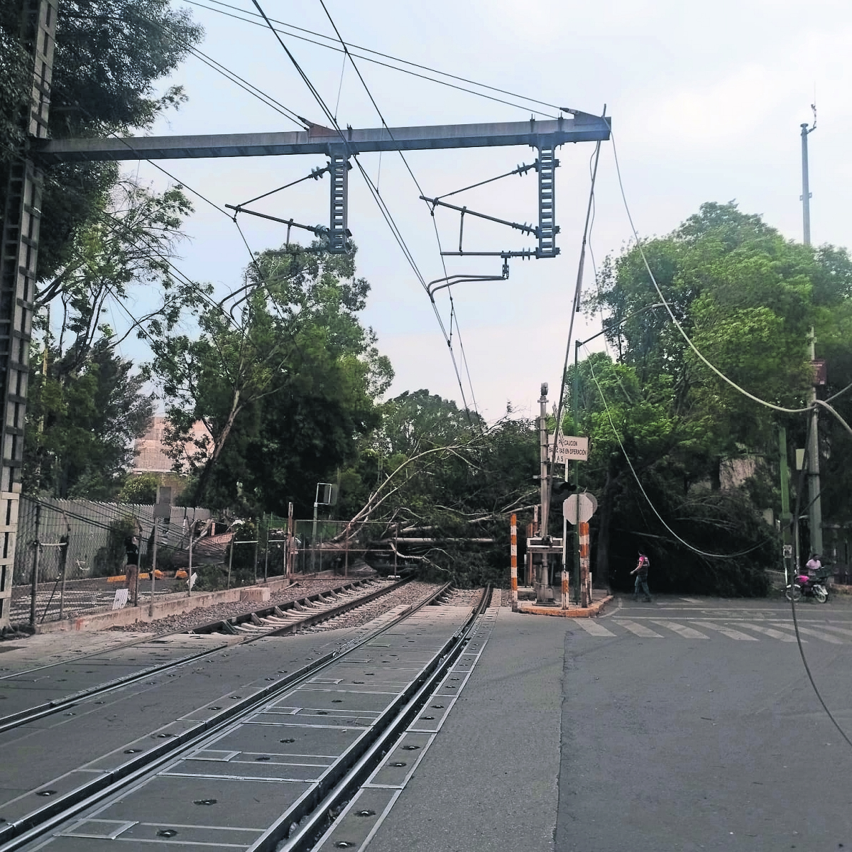 Cae árbol a las vías del Tren Ligero