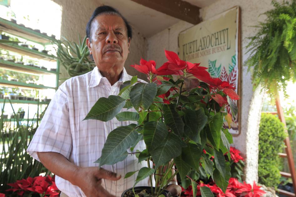 #NuestrasHistorias. Nochebuena ”No es sólo cultivar plantas, es algo mágico”