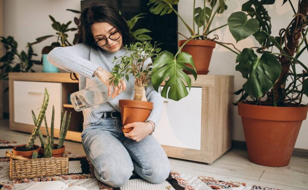 Descubre las plantas de interior que no necesitan luz